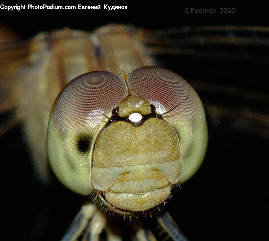 Anisoptera, Dragonfly, Insect, Invertebrate