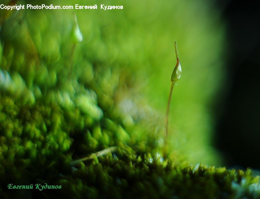 Moss, Plant, Conifer, Fir, Tree, Field, Grass