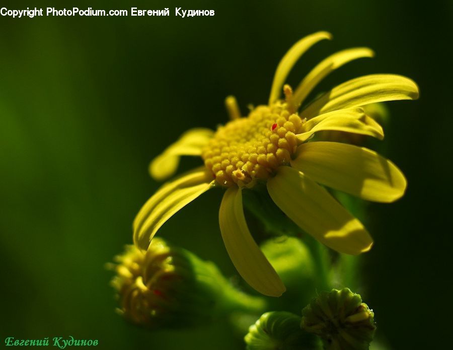Banana, Fruit, Daisies, Daisy, Flower, Plant, Blossom