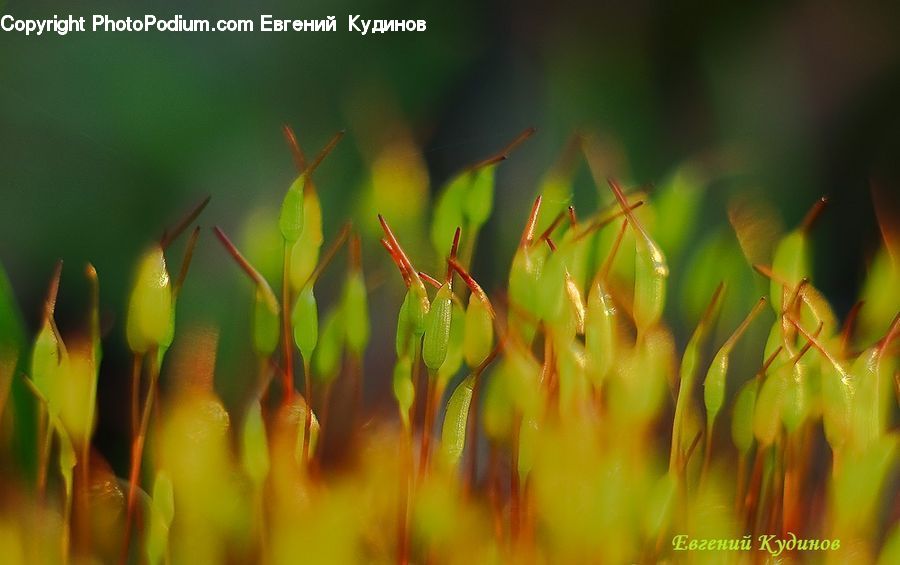 Field, Grass, Grassland, Plant, Moss, Blossom, Flora