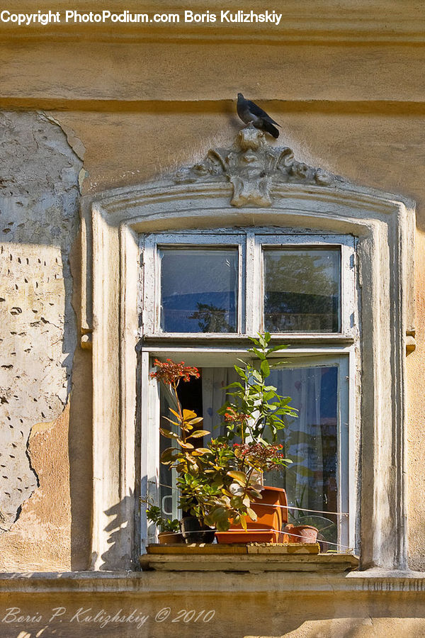 Plant, Potted Plant, Bonsai, Tree, Window, Herbal, Herbs