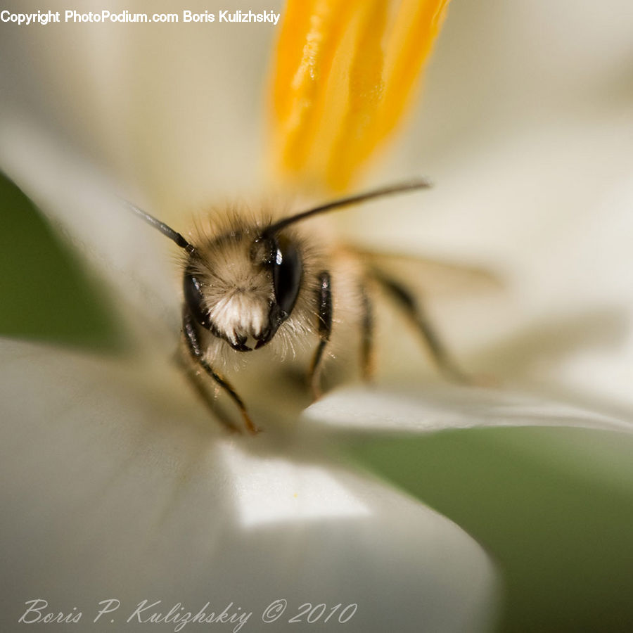 Bee, Insect, Invertebrate, Andrena, Apidae, Bumblebee, Honey Bee