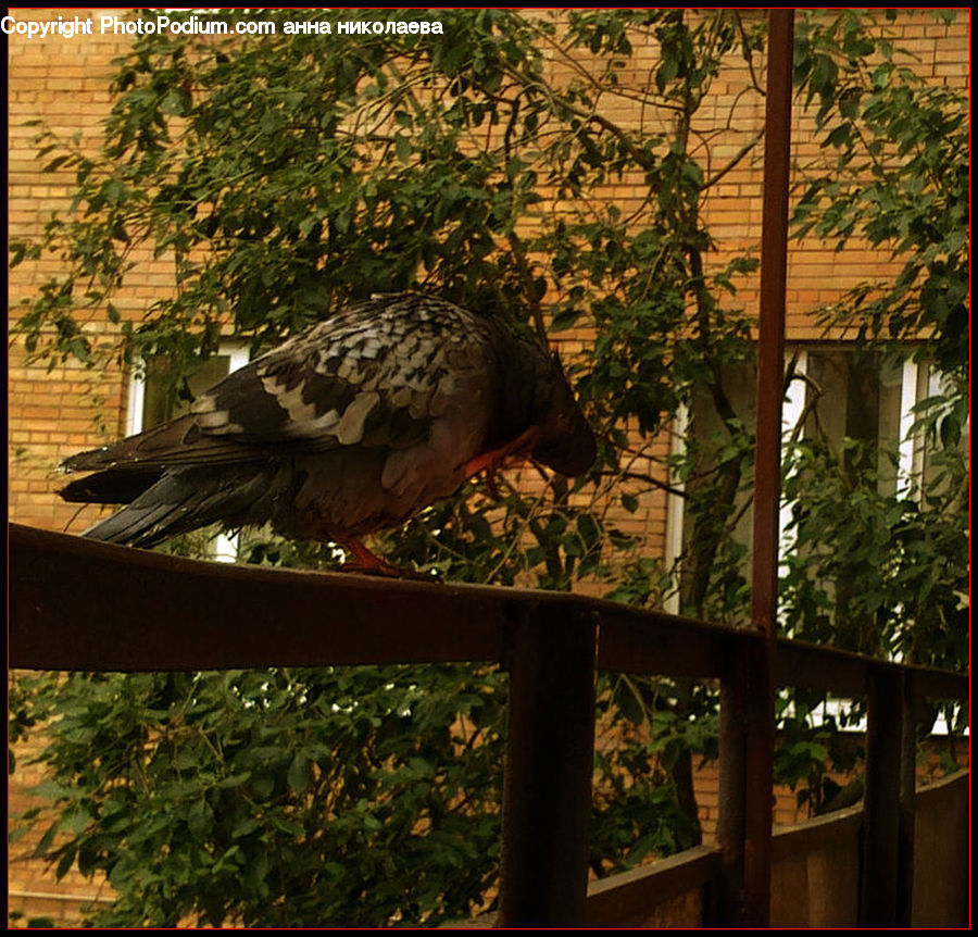 Plant, Potted Plant, Bird, Dove, Pigeon, Patio, Pergola