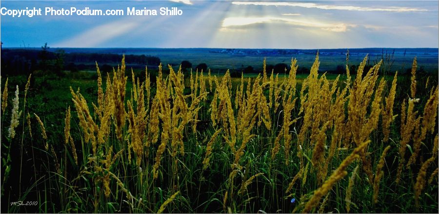 Field, Grass, Grassland, Plant, Grain, Wheat, Conifer