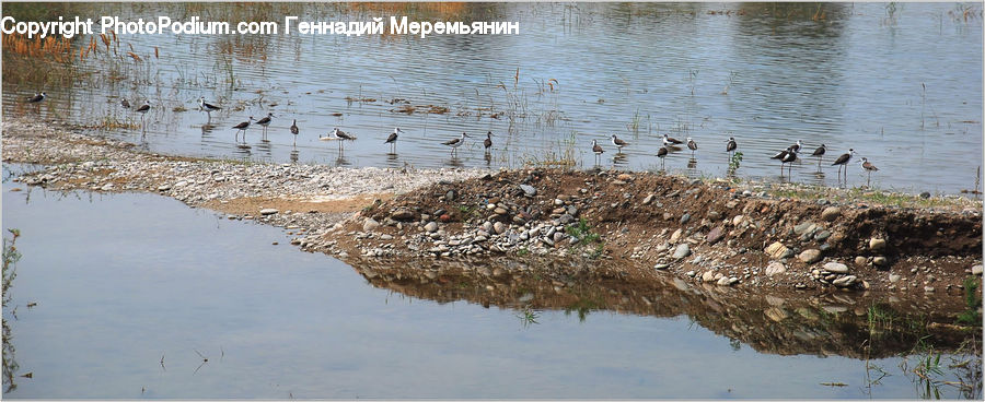Land, Marsh, Pond, Swamp, Water, Bird, Goose