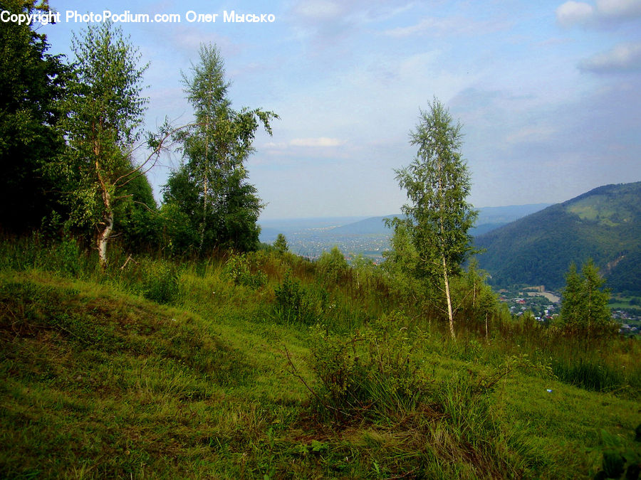Outdoors, Wilderness, Field, Grass, Grassland, Land, Conifer