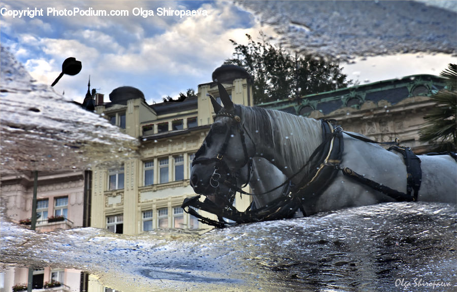 Inflatable, Fountain, Water, Carriage, Horse Cart, Vehicle, Animal