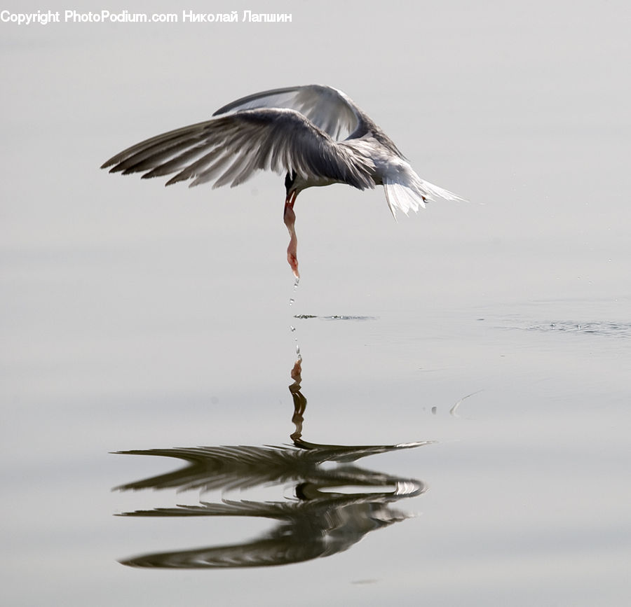 Ardeidae, Bird, Outdoors, Ripple, Water, Seagull, Crane Bird
