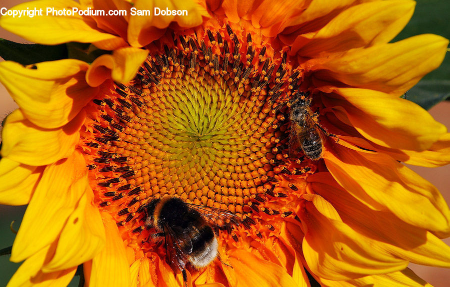 Blossom, Flora, Flower, Plant, Sunflower, People, Person