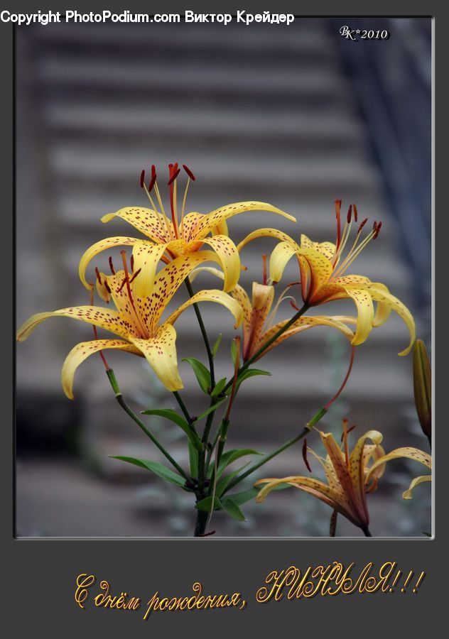 Flora, Flower, Lily, Plant, Blossom, Petal, Cricket Insect