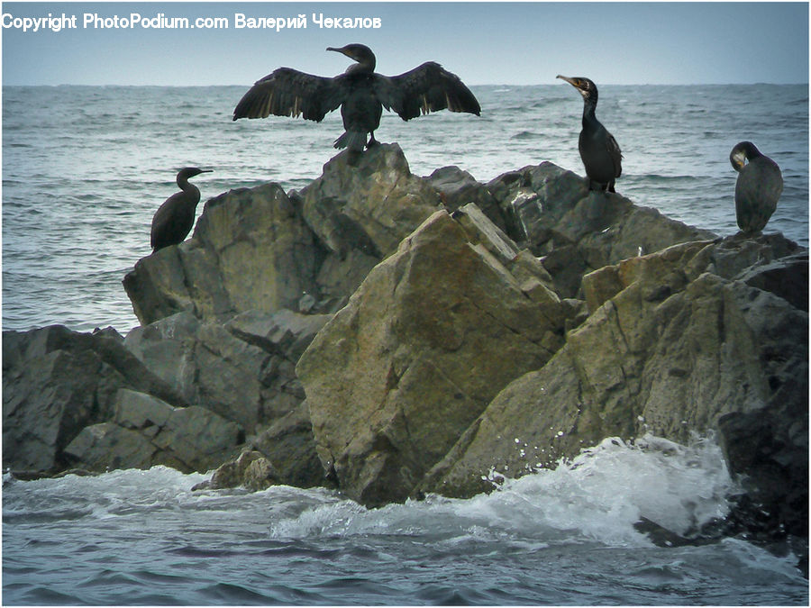 Bird, Cormorant, Waterfowl, Promontory, Creek, Outdoors, River