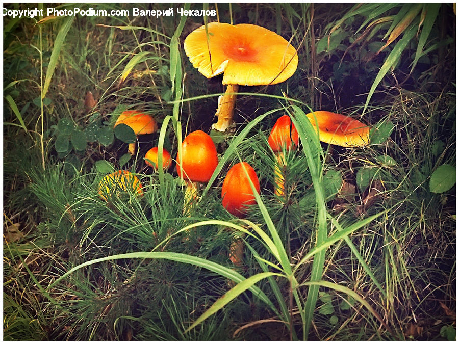 Blossom, Flora, Flower, Plant, Poppy, Crocus, Field