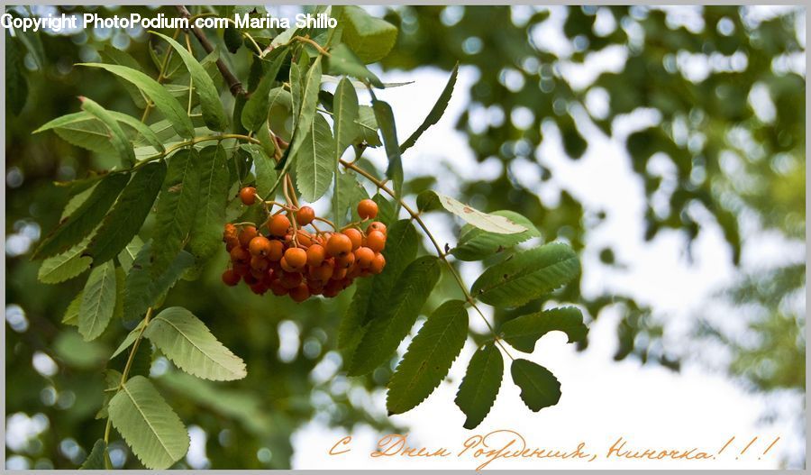 Fruit, Grapes, Plant, Vine, Conifer, Fir, Tree