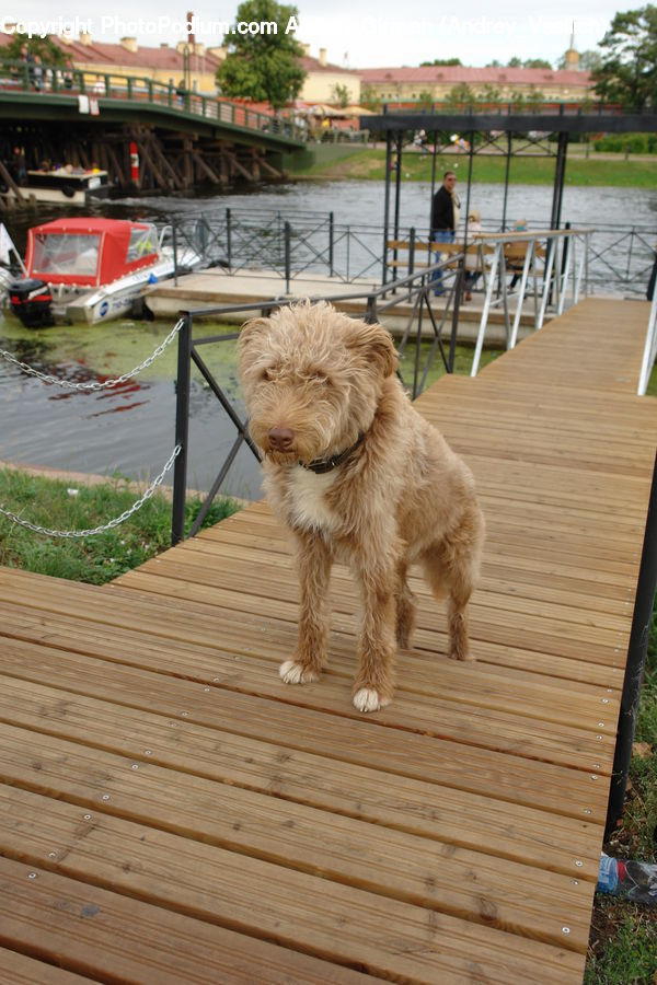 Animal, Canine, Dog, Mammal, Pet, Terrier, Buggy
