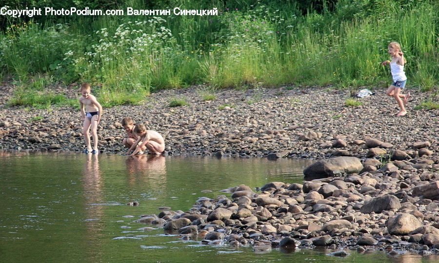 Outdoors, Pond, Water, Bird, Goose, Waterfowl, Duck