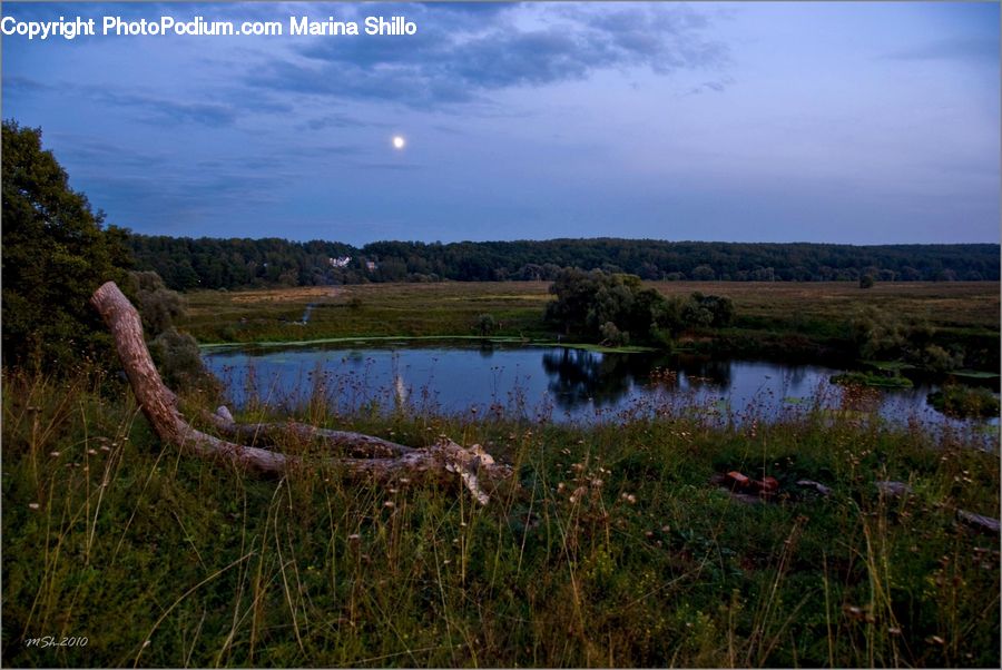 Field, Grass, Grassland, Land, Outdoors, Marsh, Swamp