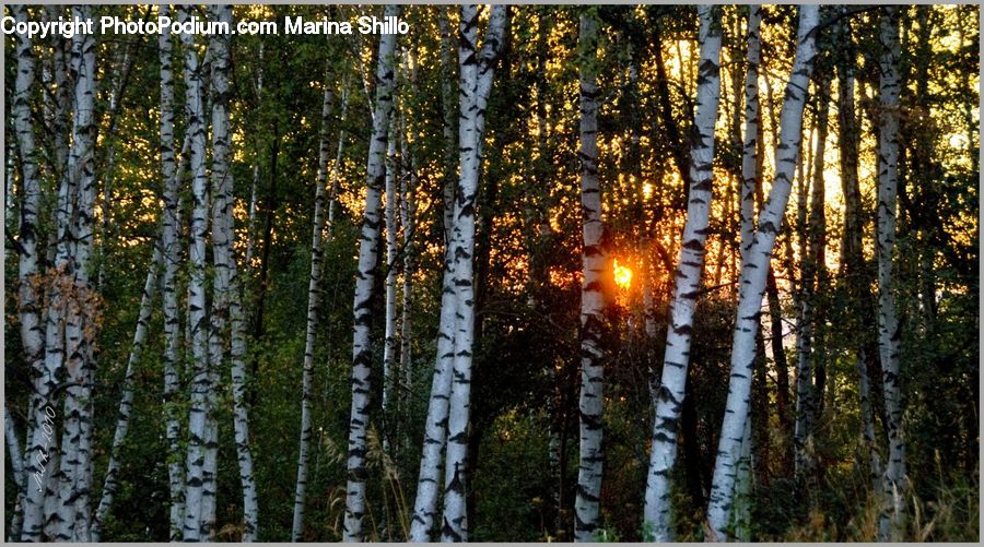 Birch, Tree, Wood, Forest, Vegetation, Conifer, Fir