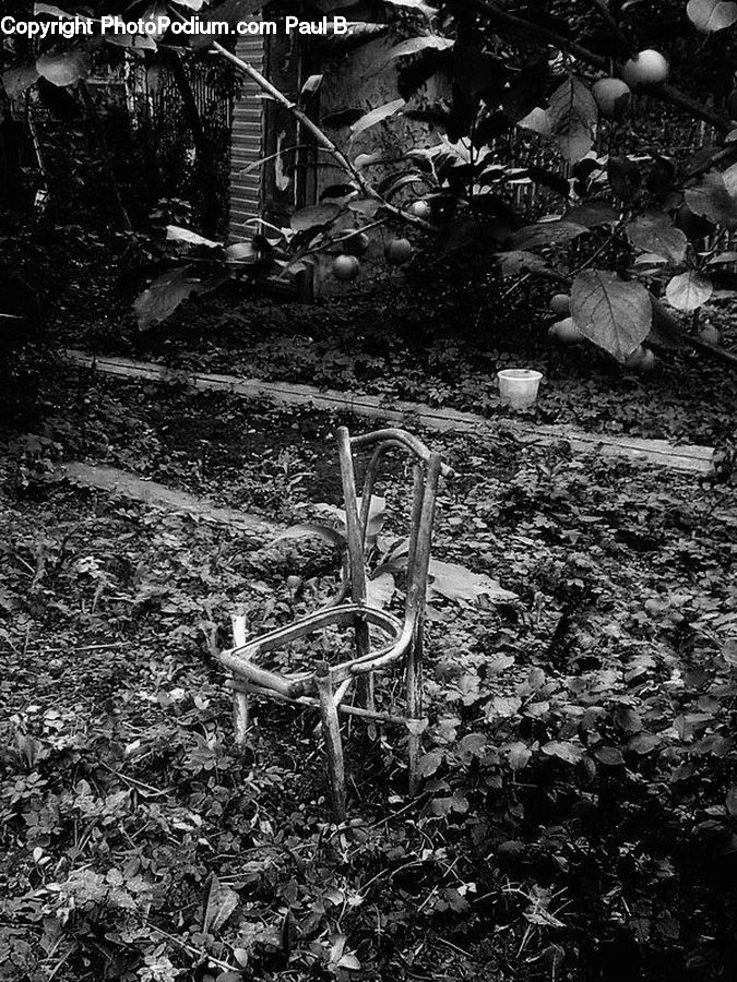 Chair, Furniture, Plant, Potted Plant, Soil, Ivy, Vine