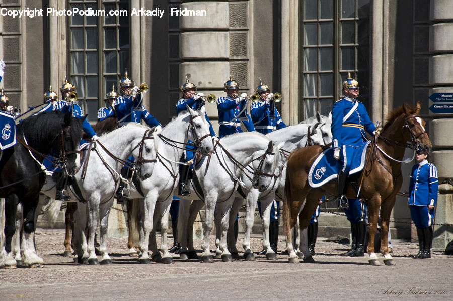 Animal, Horse, Mammal, People, Person, Human, Equestrian