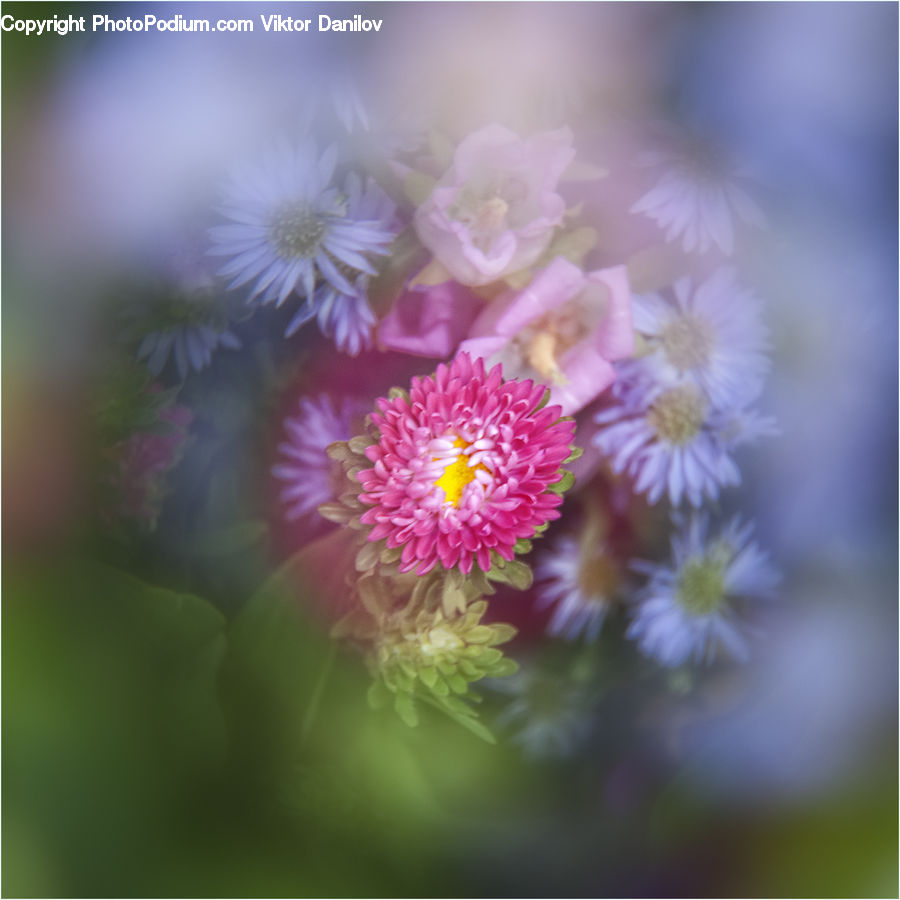 Blossom, Flora, Flower, Plant, Dahlia, Daisies, Daisy