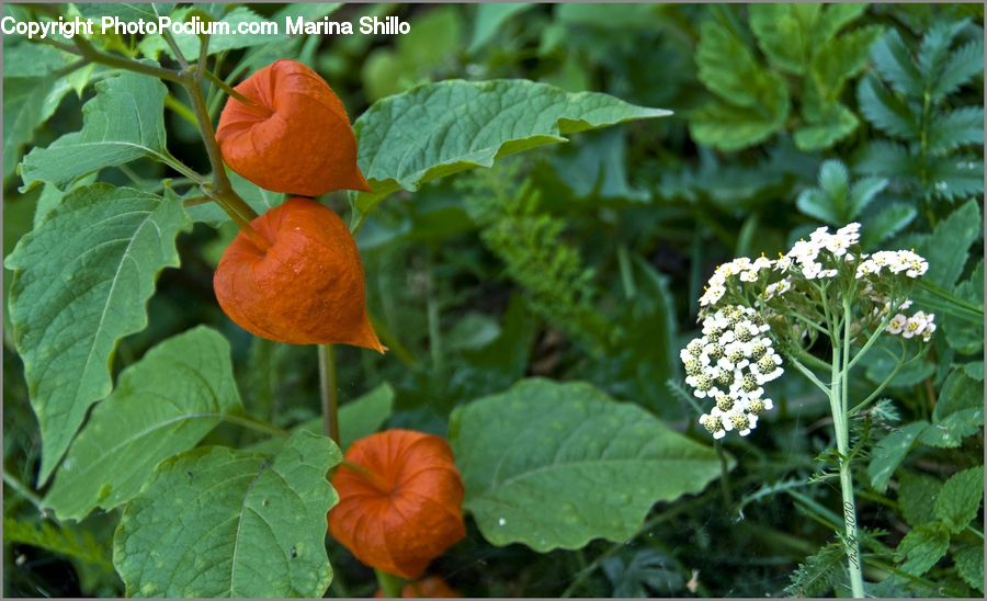 Blossom, Flora, Flower, Plant, Herbal, Herbs, Planter