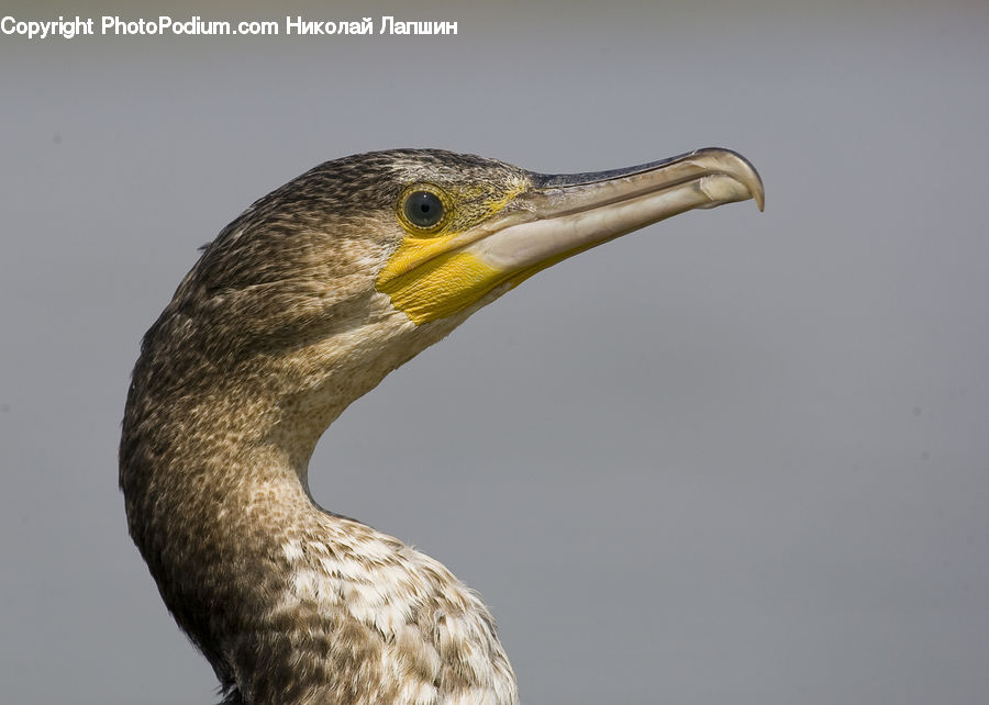 Bird, Cormorant, Waterfowl, Beak, Booby
