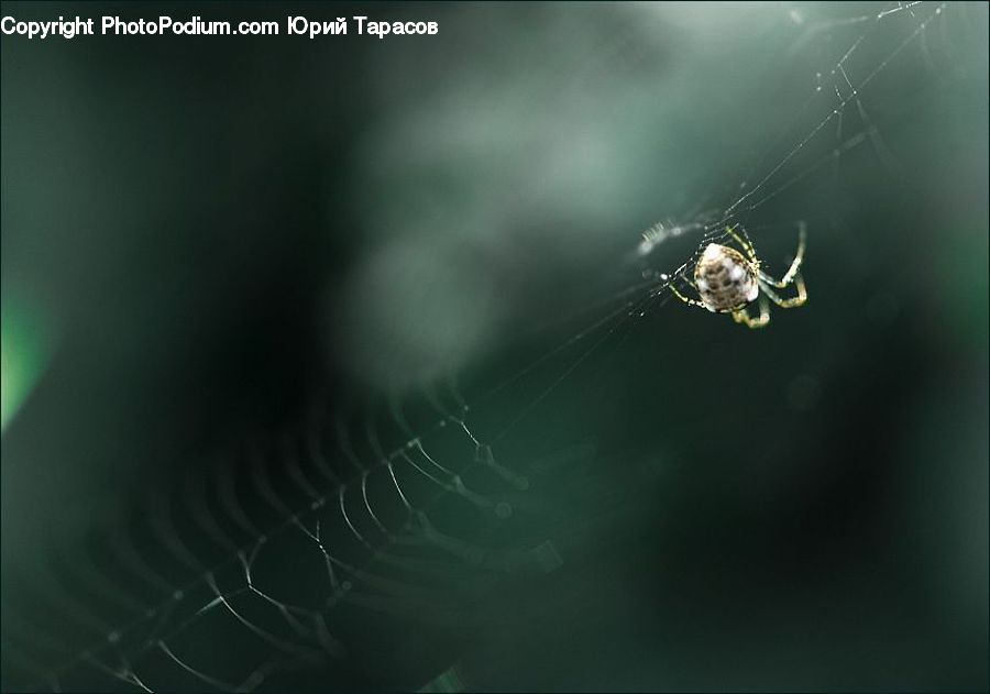 Arachnid, Garden Spider, Insect, Invertebrate, Spider