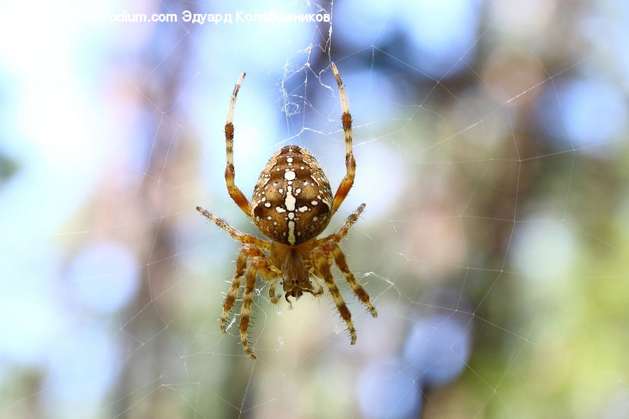 Arachnid, Garden Spider, Insect, Invertebrate, Spider