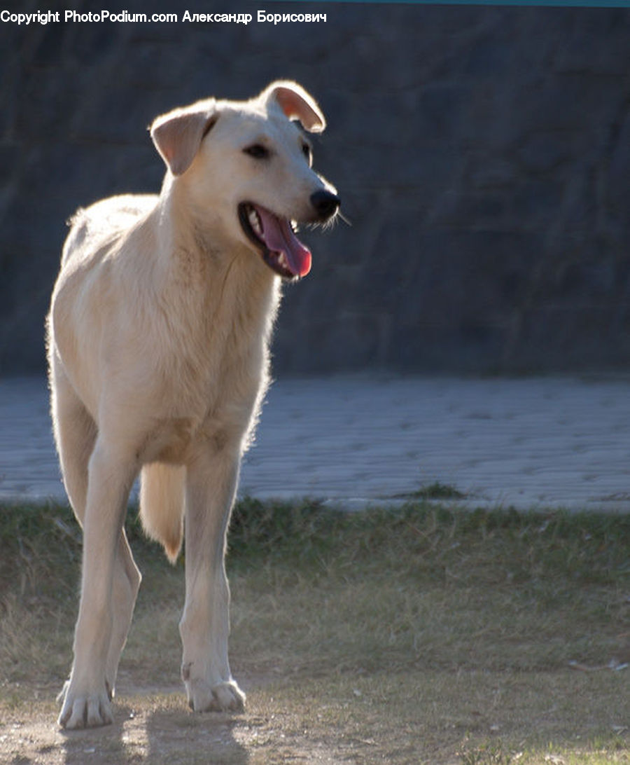 Animal, Canine, Dog, Labrador Retriever, Mammal, Pet, Golden Retriever