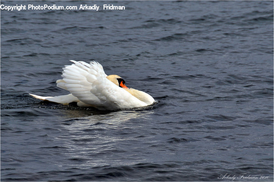 Bird, Swan, Waterfowl, Duck, Teal, Goose, Beak