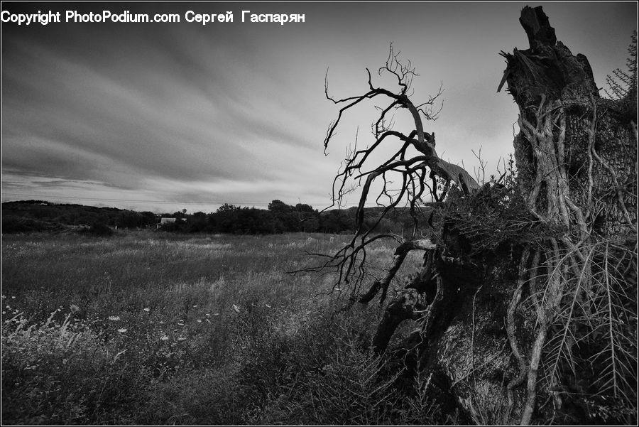 Plant, Tree, Root, Oak, Wood, Bush, Vegetation