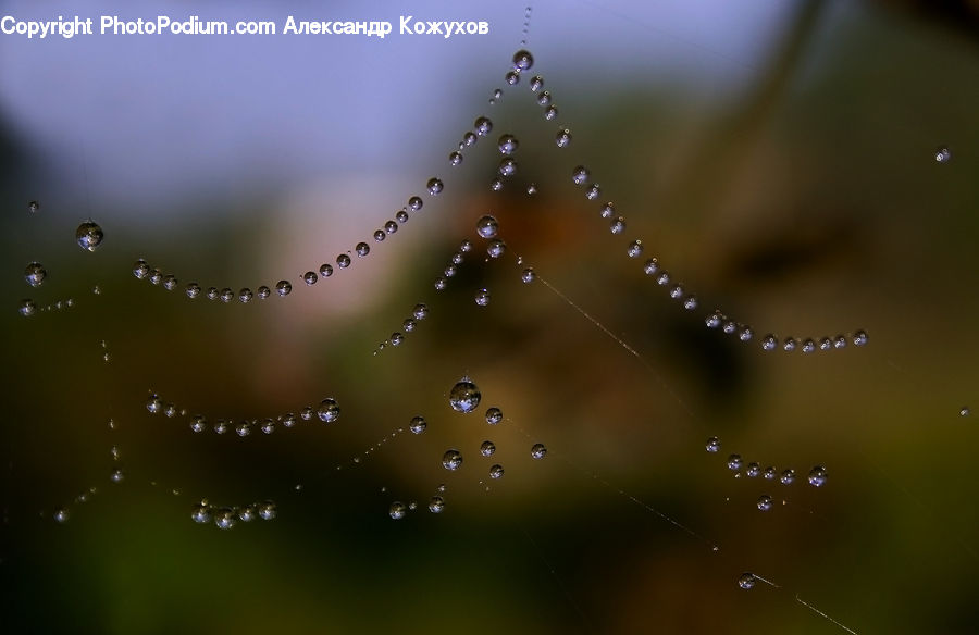Arachnid, Garden Spider, Insect, Invertebrate, Spider, Droplet, Field