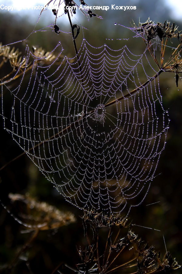 Insect, Spider Web, Arachnid, Garden Spider, Invertebrate, Spider