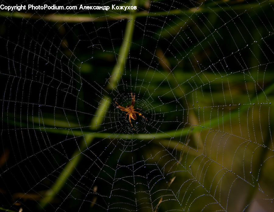 Arachnid, Garden Spider, Insect, Invertebrate, Spider, Argiope