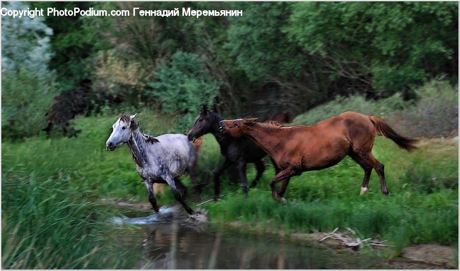 Animal, Horse, Mammal, Colt Horse, Foal, Stallion, Conifer