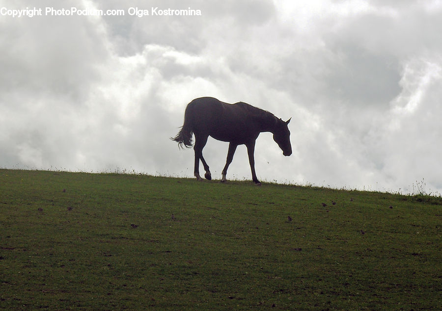Animal, Horse, Mammal, Colt Horse, Foal, Angus, Bull