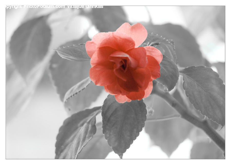 Blossom, Flora, Flower, Geranium, Plant, Daffodil, Poppy