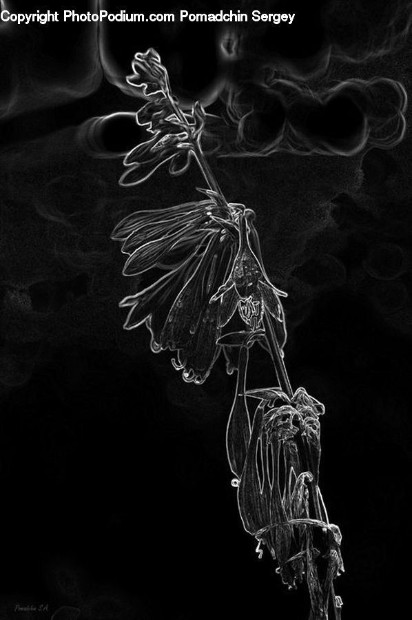 Smoke, Conifer, Fir, Plant, Tree, Blossom, Flora
