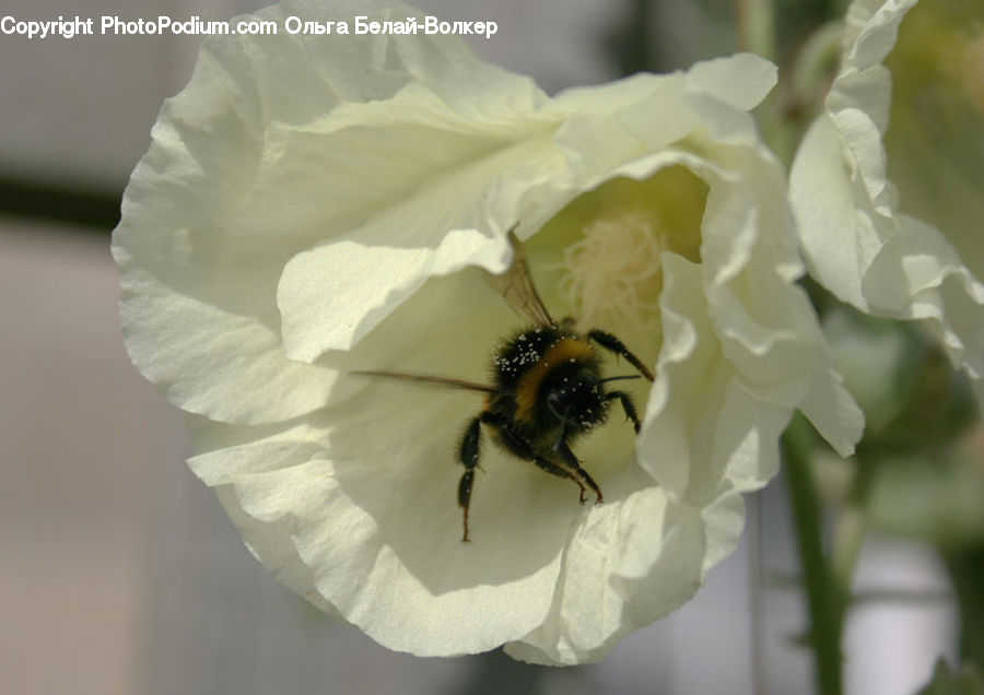 Bee, Insect, Invertebrate, Andrena, Apidae, Bumblebee, Honey Bee