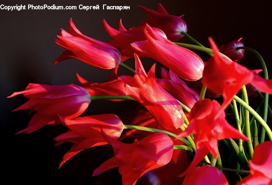 Flora, Flower, Gladiolus, Plant, Blossom, Geranium, Petal