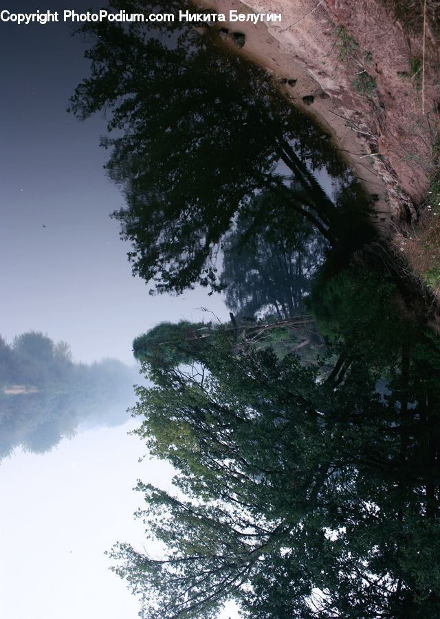 Conifer, Fir, Plant, Tree, Outdoors, Landscape, Nature