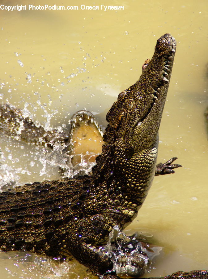 Alligator, Crocodile, Reptile