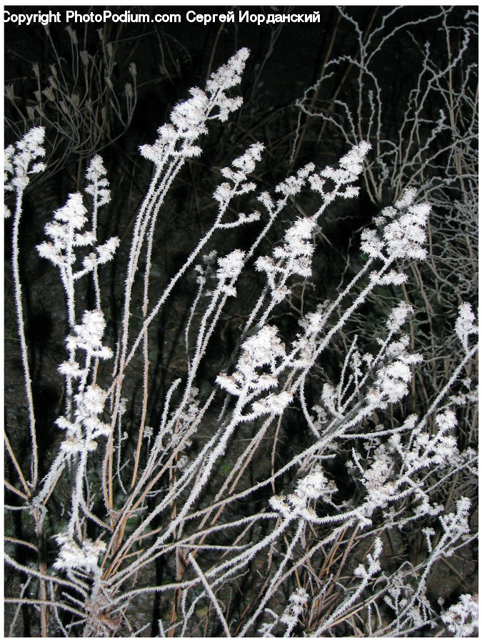 Frost, Ice, Outdoors, Snow, Field, Grass, Grassland