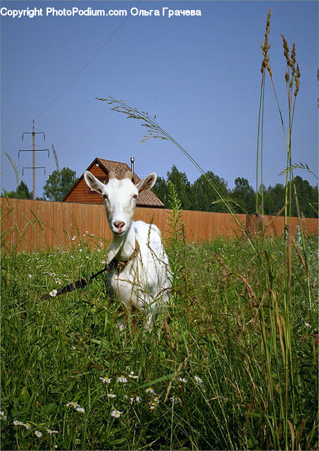 Animal, Goat, Mammal, Mountain Goat, Bird, Owl, Wildlife