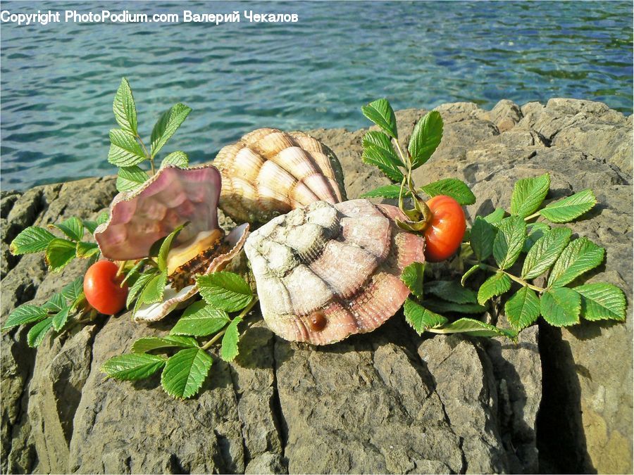Agaric, Amanita, Fungus, Mushroom, Plant, Produce, Vegetable