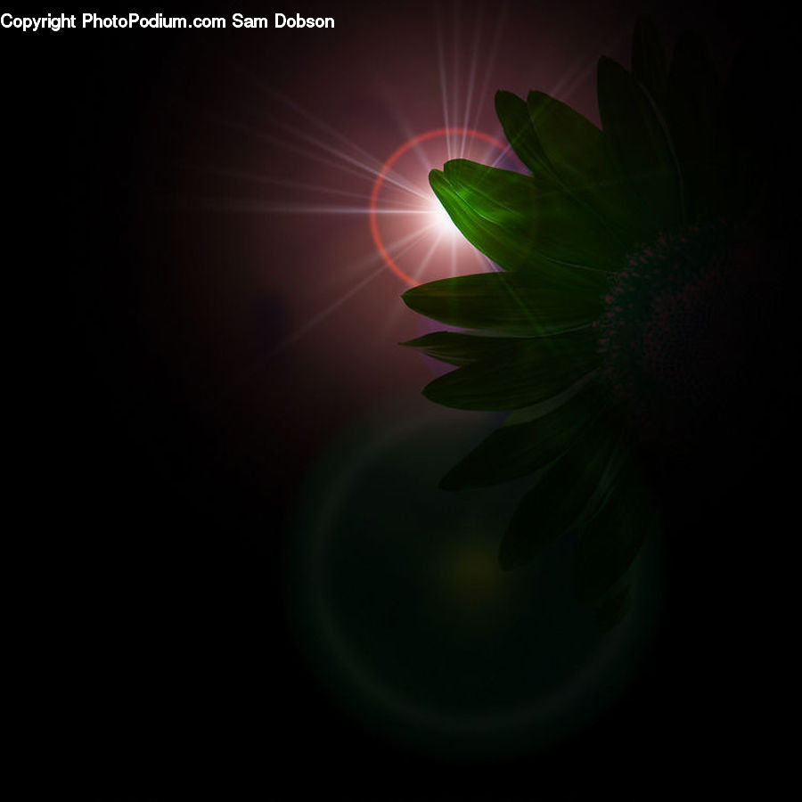 Light, Fractal, Plant, Leaf, Blossom, Flora, Flower