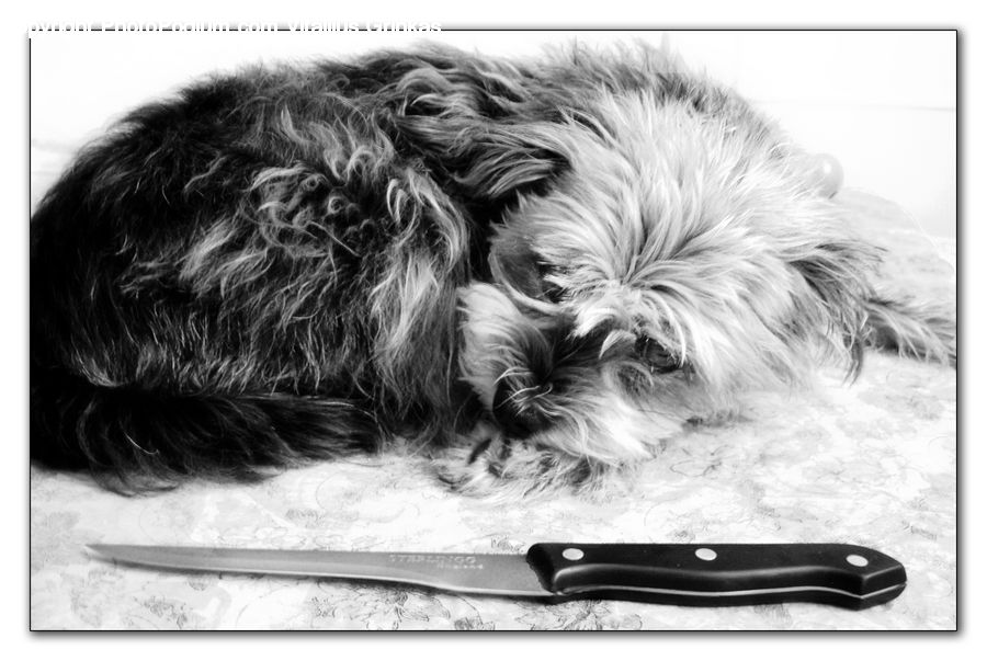 Animal, Canine, Dog, Mammal, Pet, Terrier