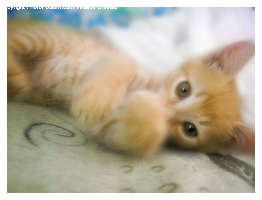 Animal, Cat, Kitten, Mammal, Pet, Manx, Siamese