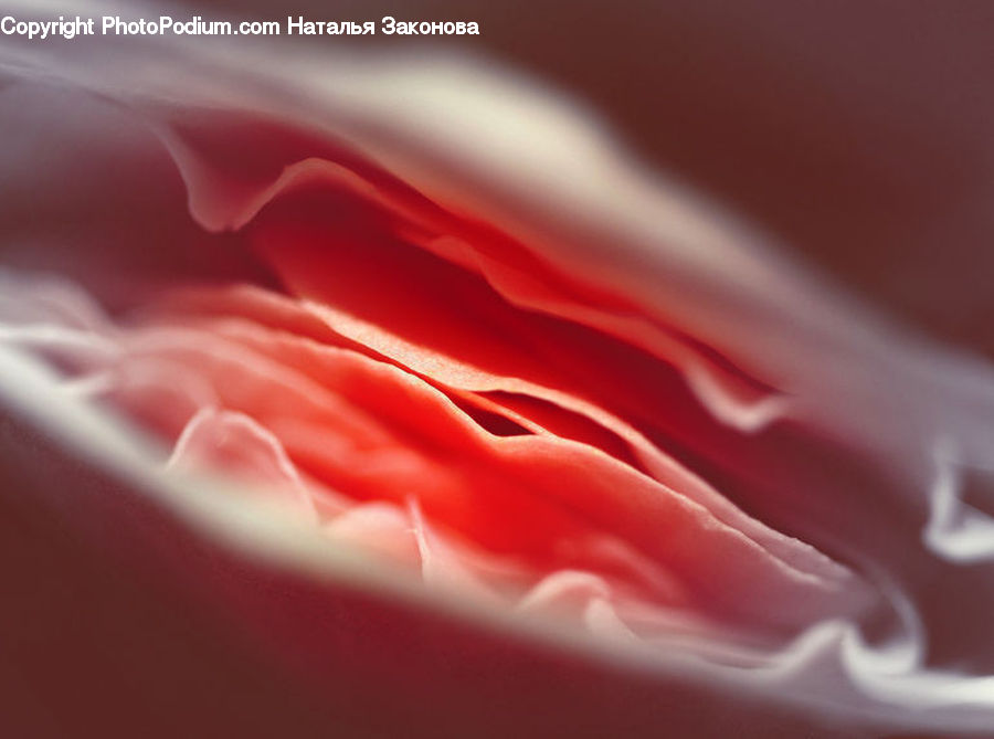 Blossom, Carnation, Flower, Plant, Light, Flora, Geranium