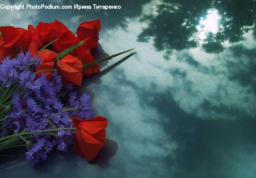 Plant, Potted Plant, Blossom, Flora, Flower, Geranium, Flower Arrangement